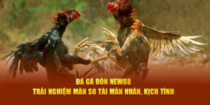 Đá gà đòn